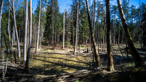 Swampy forest area with stagnant water and fallen trees in Roztocze region, Poland.