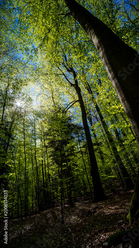 Lush green forest with tall trees and sunlight filtering through the canopy,  Roztocze, Poland