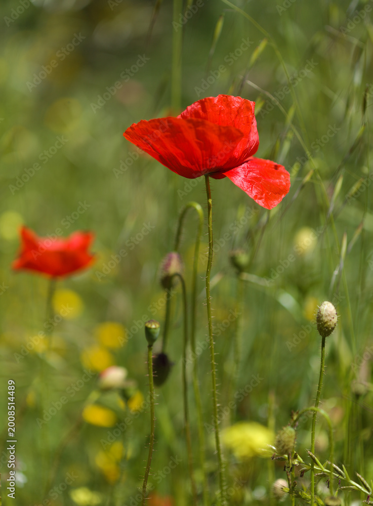 Fototapeta premium Flora of Gran Canaria - Papaver rhoeas, common poppy 