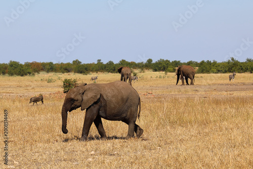Photography Afrikanischer Elefant / African elephant / Loxodonta africana