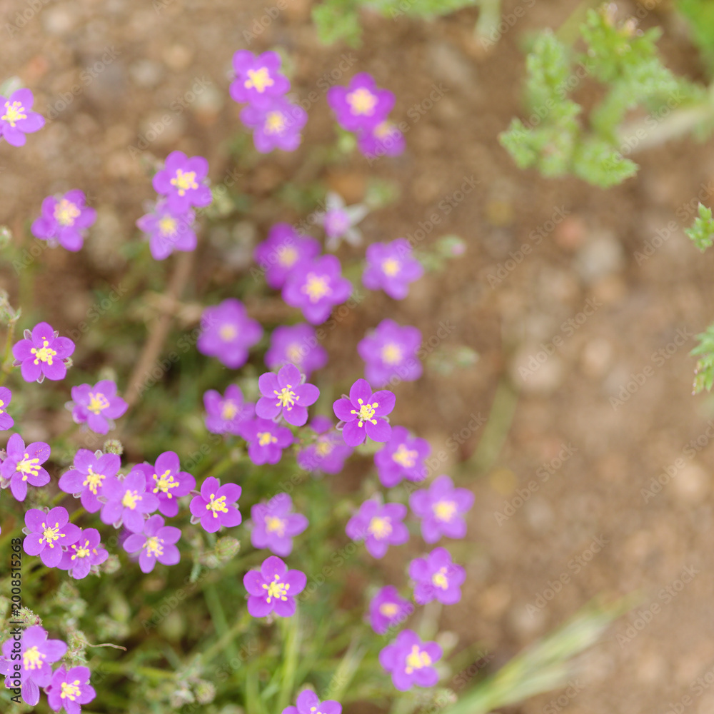 Obraz premium Flora of Gran Canaria - purple sand spurrey, Spergularia purpurea, introduced species