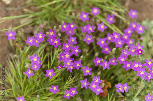 Flora of Gran Canaria -   purple sand spurrey, Spergularia purpurea, introduced species