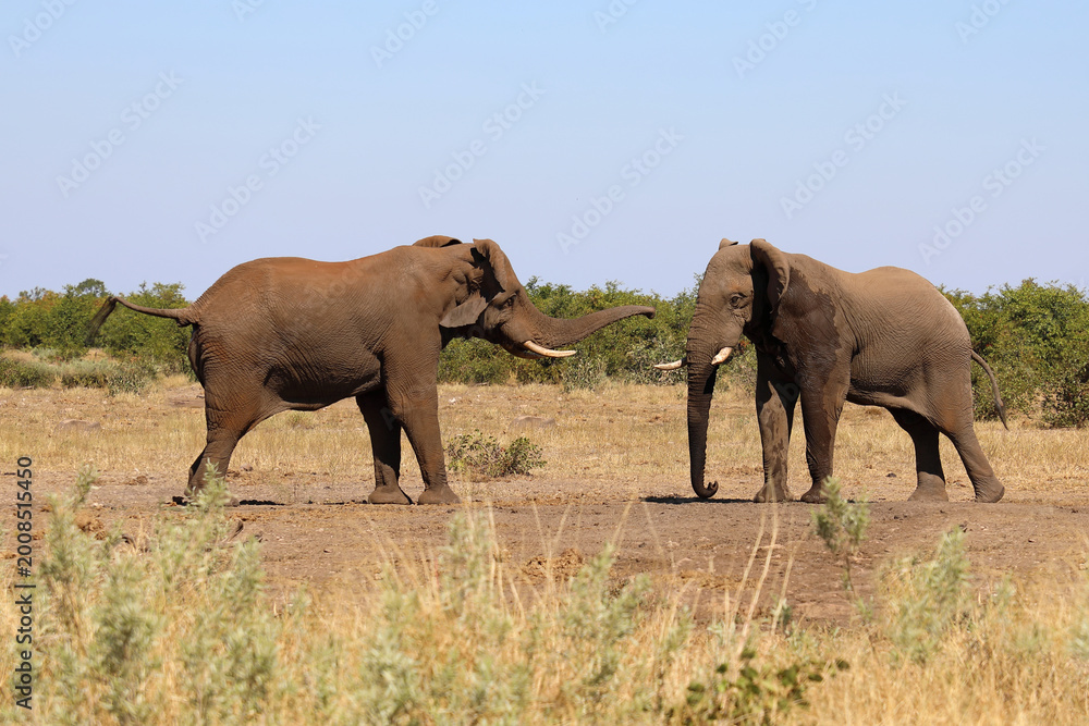Fototapeta premium Afrikanischer Elefant / African elephant / Loxodonta africana