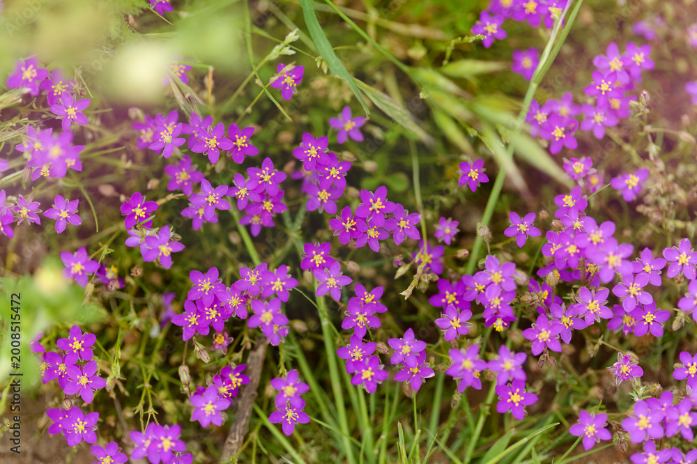 Fototapeta premium Flora of Gran Canaria - purple sand spurrey, Spergularia purpurea, introduced species