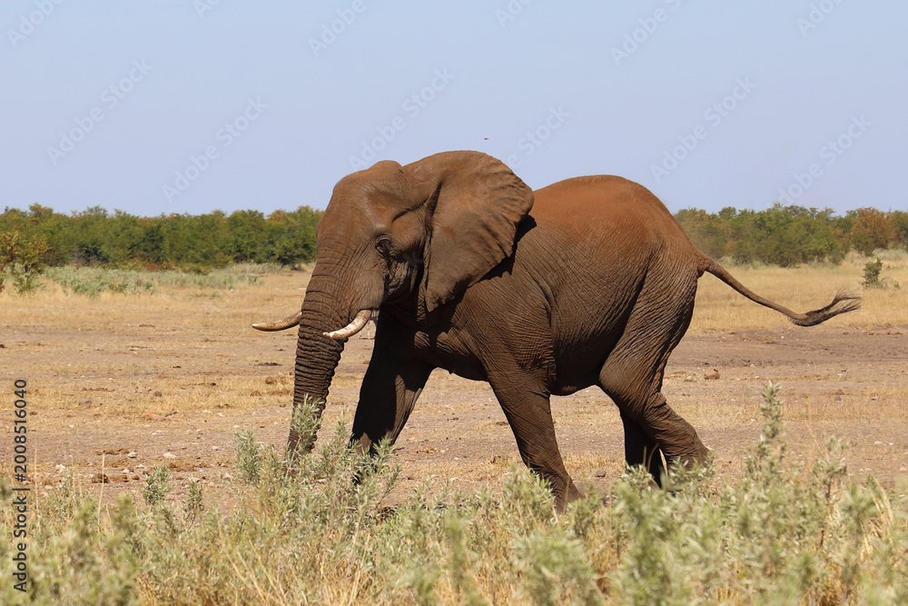 Fototapeta premium Afrikanischer Elefant / African elephant / Loxodonta africana