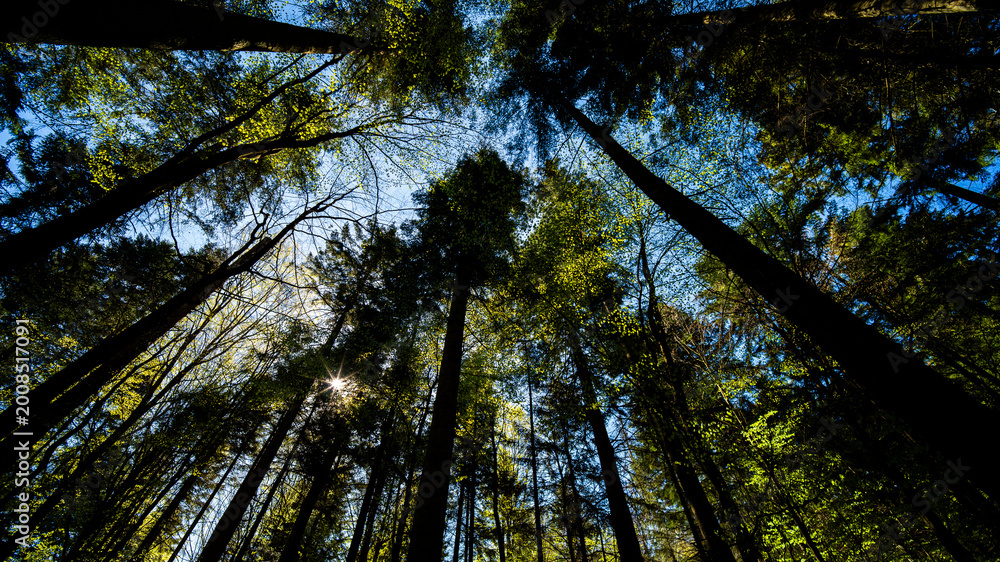 Fototapeta premium Lush green forest with tall trees and sunlight filtering through the canopy, Roztocze, Poland
