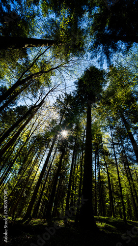 Lush green forest with tall trees and sunlight filtering through the canopy,  Roztocze, Poland
