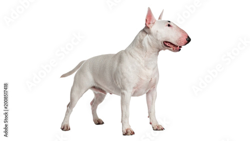 Adult white bull terrier dog standing and looking forward with unique muscular body isolated on transparent background