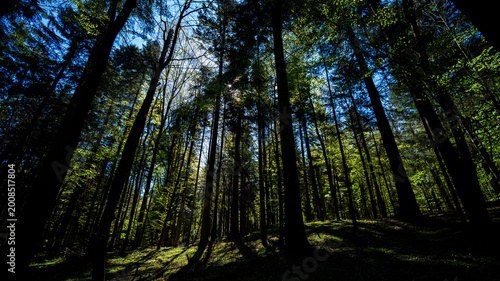 Lush green forest with tall trees and sunlight filtering through the canopy,  Roztocze, Poland