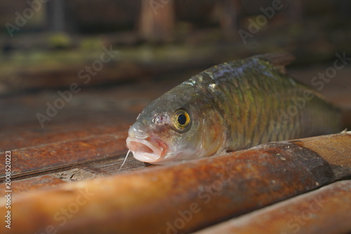 Valokuva Top-down macro view highlighting the intricate, overlapping scale pattern and dorsal fin of a Copper mahseer against a bamboo backdrop