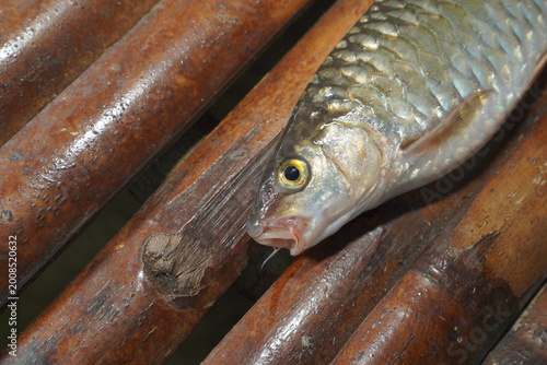 Принти на полотні Close-up focus on the head of a Copper mahseer, showing its open mouth and yellow eye, resting diagonally on a bamboo pole background