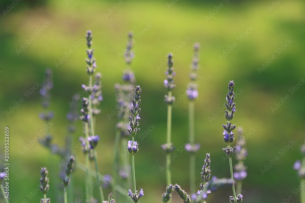 Obraz premium Soft Focus Macro of Lavender Flowers in a Field with Gentle Purple and Green Tones