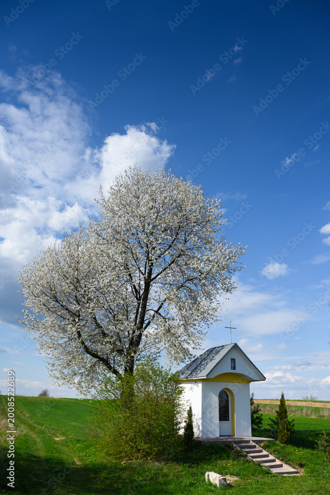 Fototapeta premium Blooming tree beside rural chapel, white blossoms cover branches on green meadow under bright blue sky with scattered clouds, stone steps lead to small shrine