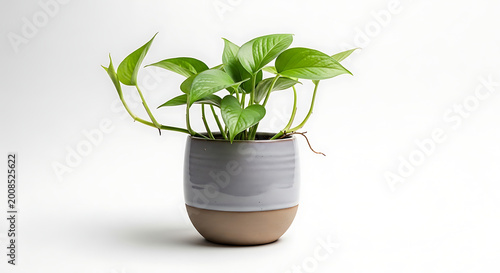 Vibrant Green Pothos Houseplant in Modern Ceramic Two-Tone Pot Isolated on White Background