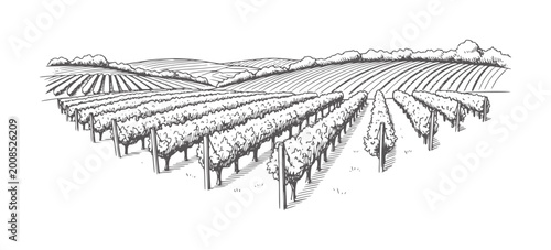 Black and white of rolling vineyard hills with rows of grapevines landscape