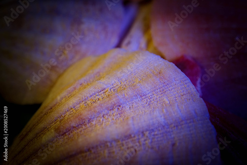 Tableau sur toile Dramatic Colorful Macro Photography of Oyster Shell Interior Text