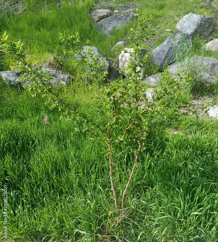 stone and grass