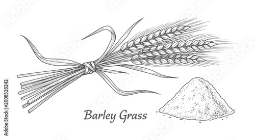 Hand drawn barley stalks tied in a bundle next to a pile of grain wheat cereal agriculture