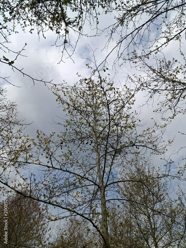 Trees and sky