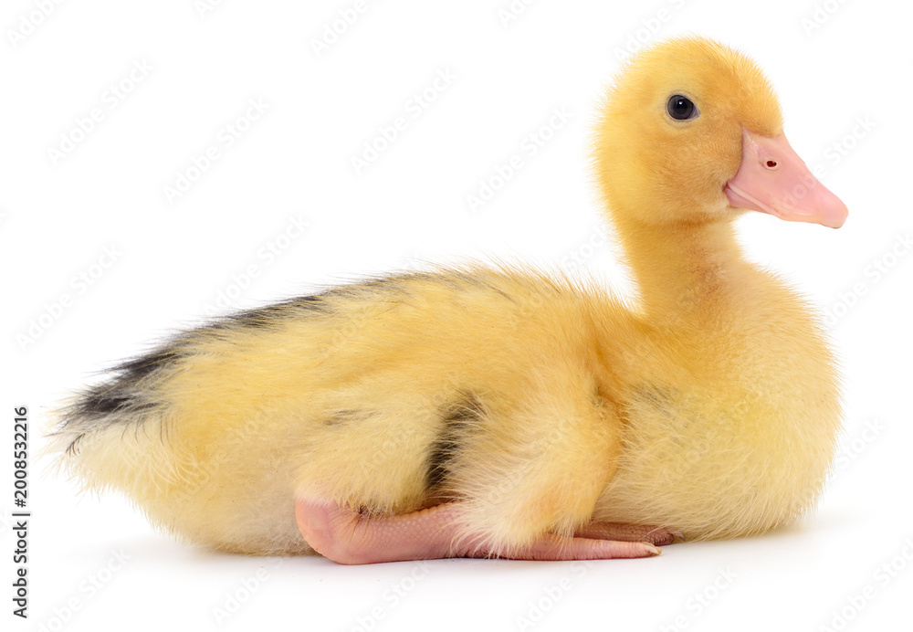 Fototapeta premium Small Yellow Duckling Sitting Isolated on White Background