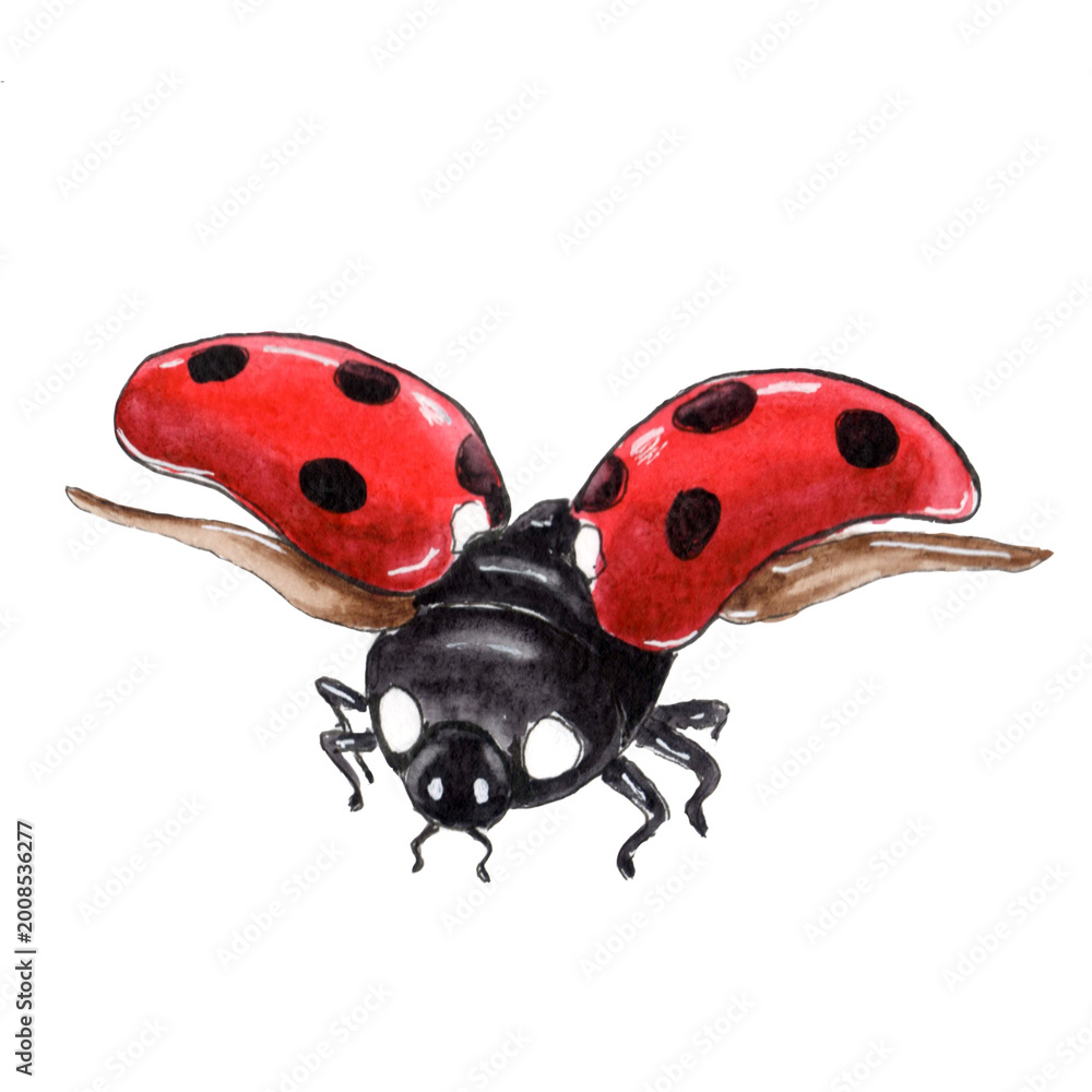 Fototapeta premium Realistic Watercolor Ladybug Clipart, Isolated Insect Illustration