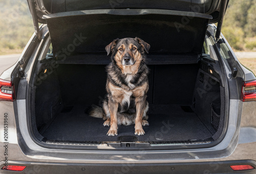 Dog sitting inside car trunk looking at camera during travel