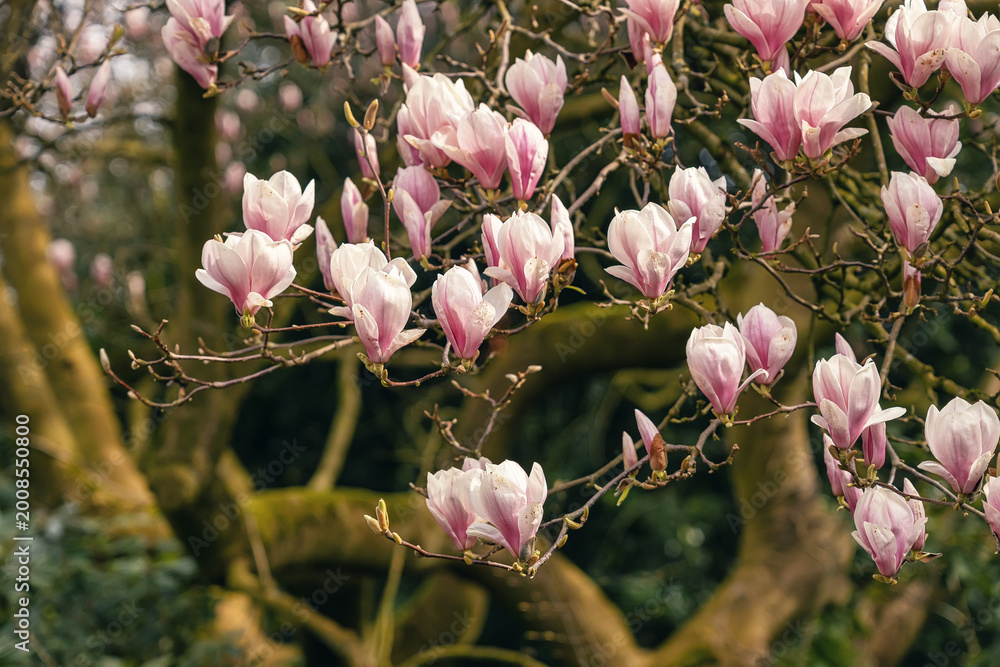 Φωτογραφία Blooming magnolia tree with soft pink petals illuminated by warm sunlight, captu