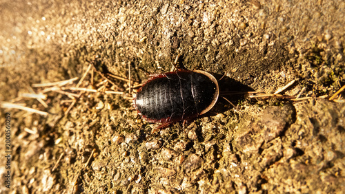 Tableau sur toile Big black cockroach from Hong Kong Island, rainforest