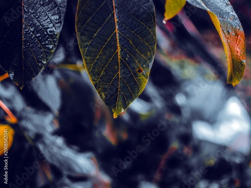 autumn morning frosts in the garden