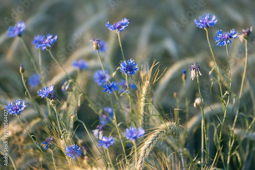 Delicate blue cornflowers growing among wheat stalks in soft light, capturing natural harmony, rural landscape, and gentle summer countryside atmosphere