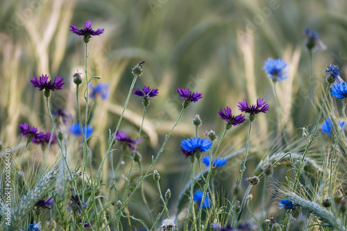 Delicate blue cornflowers growing among wheat stalks in soft light, capturing natural harmony, rural landscape, and gentle summer countryside atmosphere