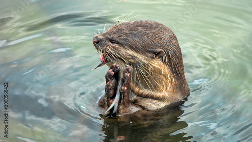 Tableau sur toile Wild otter from island of Borneo, Sandakan