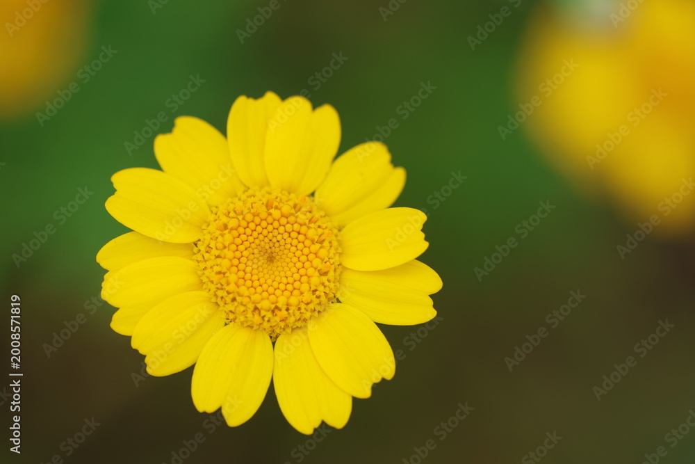 Obraz premium close up of wild yellow daisy in spring