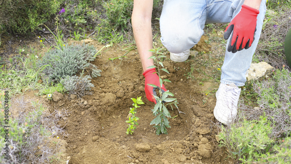Fototapeta premium Volunteers Planting Trees In Natural Areas