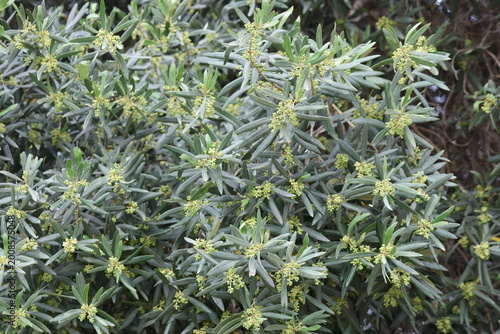 Принти на полотні Close-up of an olive tree (Olea europaea) blooming with small yellow flowers dur