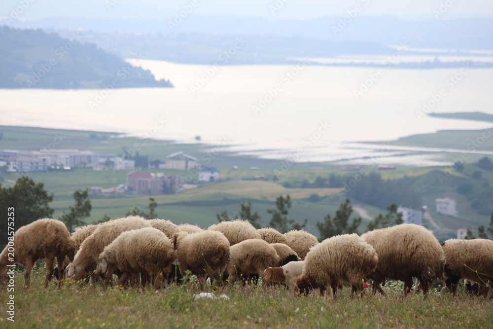 Fototapeta premium Flock of sheep grazing on a green hill overlooking a lake and misty mountains in the Mediterranean landscape of Adana, Turkey.