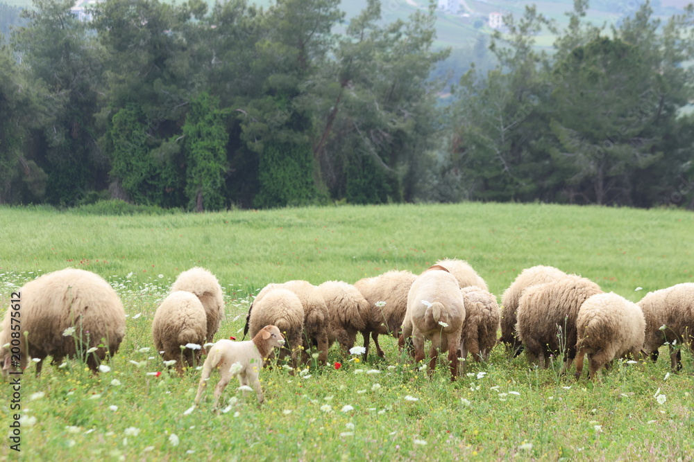 Fototapeta premium Flock of domestic sheep and young lambs grazing on a green pasture in the countryside 
