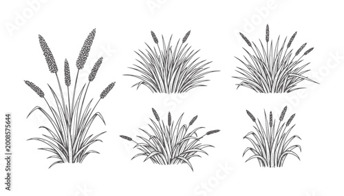 Photos Six hand drawn of grass clumps with seed heads plant