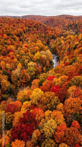 Aerial view of forest in autumn colors with river