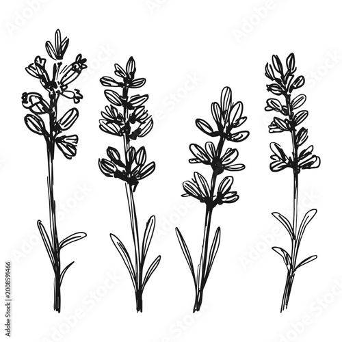 Lavender flowers black ink vector set. Hand drawn illustration of provence herbs in line art style. Botanical sketches of lavender sprigs for elegant wedding invitations, organic cosmetic labels, herb