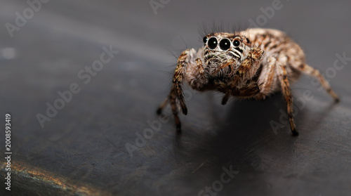 фотографія Close Up of Jumping Spider
