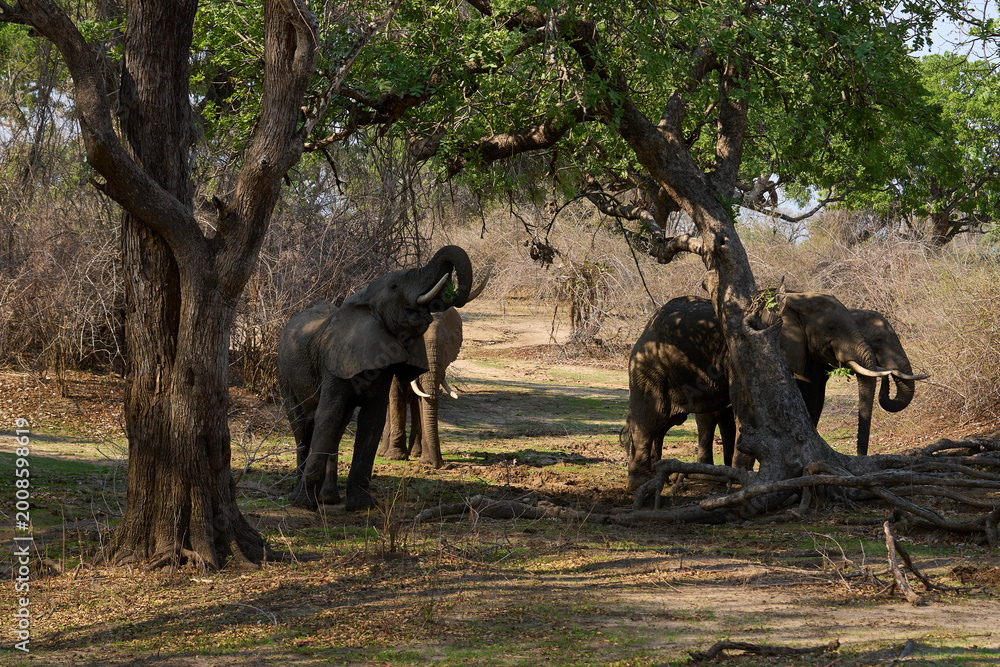 Fototapeta premium Group of large bull African Elephant (Loxodonta africana) foraging as they head towards the Luangwa River in South Luangwa National Park, Zambia