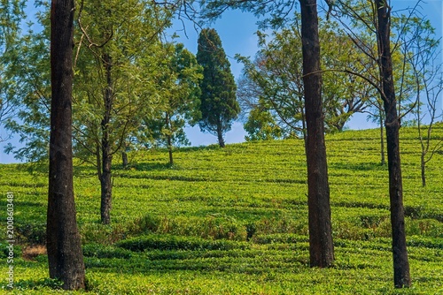 India, Karnataka, Indian Landscape, 02-March-2026, Tea cultivation