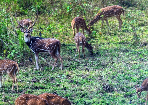 India, Karnataka, Indian Landscape, 02-March-2026, Animals in the National Park, deer in the grass