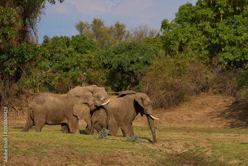Group of large bull African Elephant (Loxodonta africana) foraging as they head towards the Luangwa River in South Luangwa National Park, Zambia