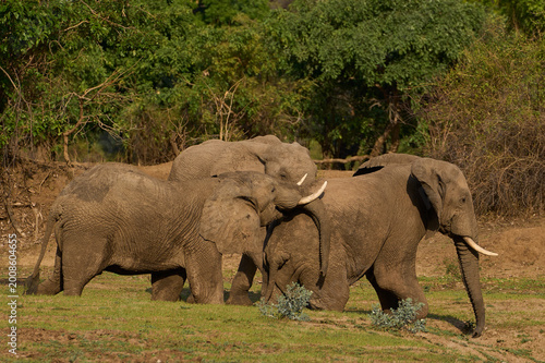 Group of large bull African Elephant (Loxodonta africana) foraging as they head towards the Luangwa River in South Luangwa National Park, Zambia