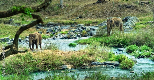 India, Karnataka, Indian Landscape, 02-March-2026, Animals in the National Park, elephants