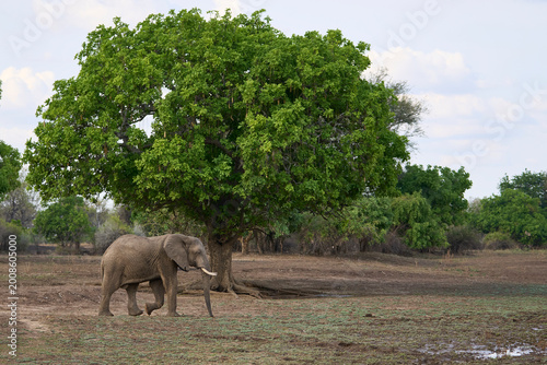 Group of large bull African Elephant (Loxodonta africana) foraging as they head towards the Luangwa River in South Luangwa National Park, Zambia