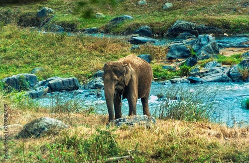India, Karnataka, Indian Landscape, 02-March-2026, Animals in the National Park, elephant