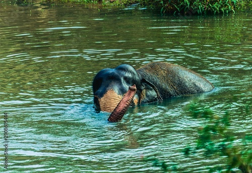 India, Karnataka, Indian Landscape, 02-March-2026, Animals in the National Park, elephant